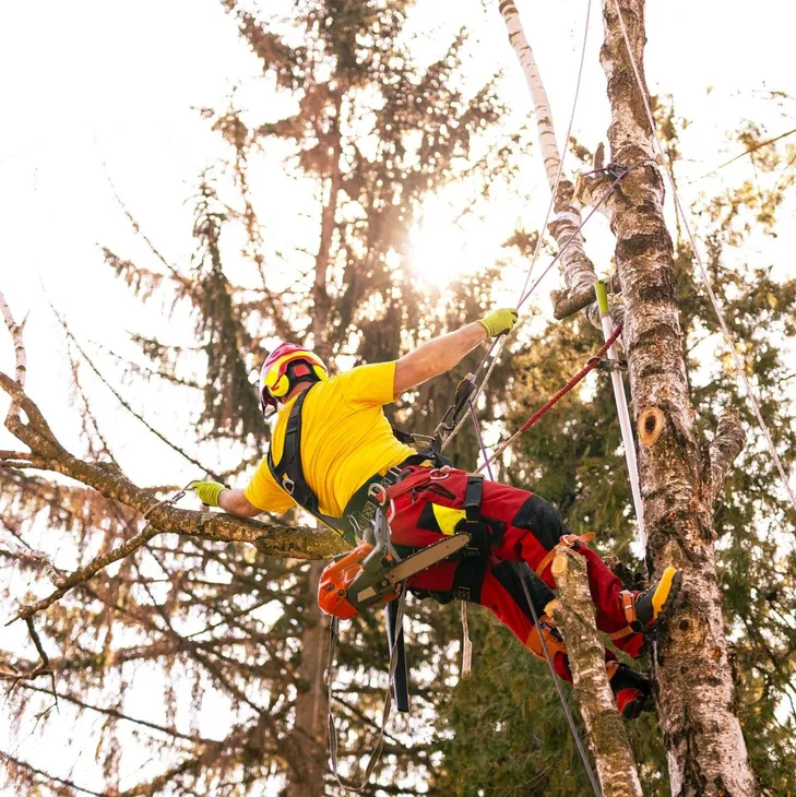 Tree removal and risk management